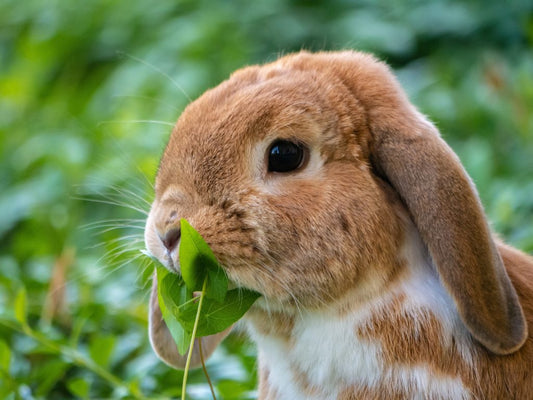 Breakthrough to End Cosmetic Animal Testing in the US