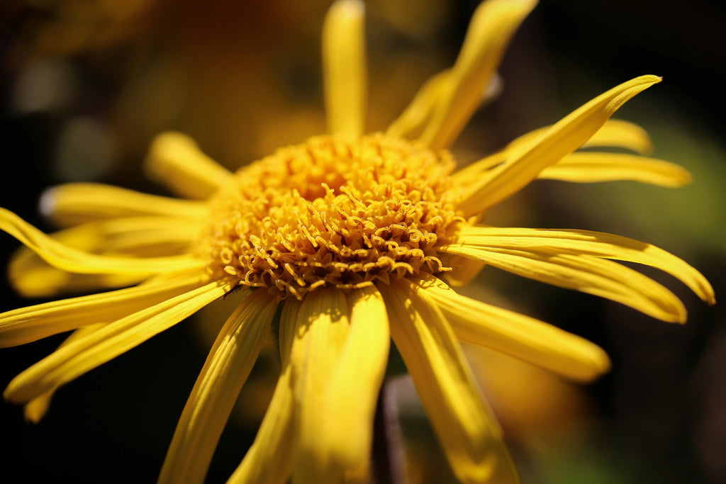 Arnica Montana Flower