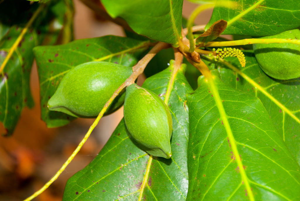 Kakadu Plum